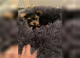 Yorkshire Terrier Welpen