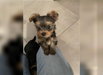 Yorkshire Terrier Welpen