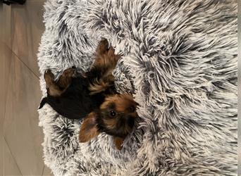 Yorkshire Terrier Welpen