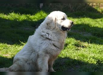 Golden Retriever Welpen abzugeben