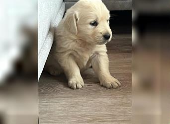 Golden Retriever Welpen abzugeben