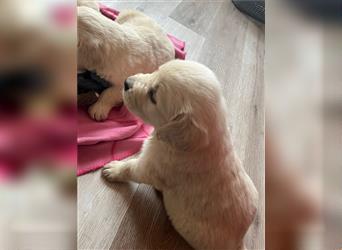 Golden Retriever Welpen abzugeben