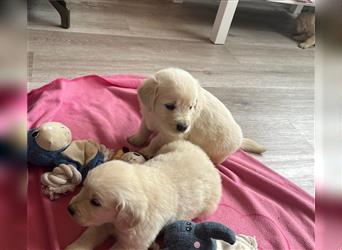 Golden Retriever Welpen abzugeben