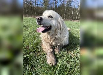 Golden Retriever Welpen abzugeben