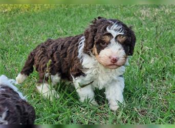 Lagotto Romagnolo