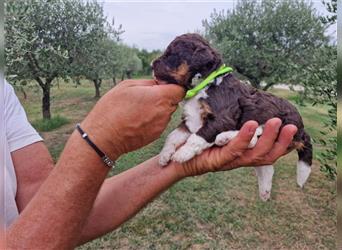 Lagotto Romagnolo