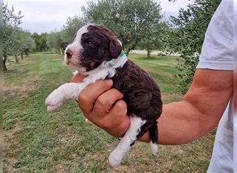 Lagotto Romagnolo