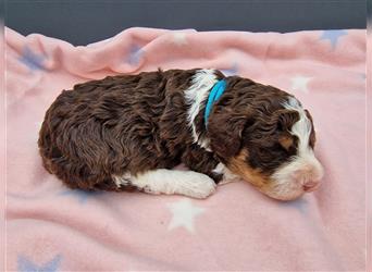 Lagotto Romagnolo