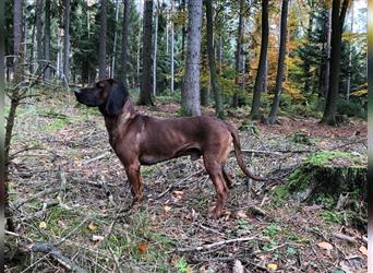 Hannoverscher Schweißhund/ Bayerischer Gebirgsschweißhund Mischlingswelpen