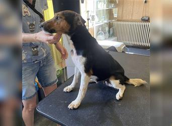 Ravioli , kleine Foxterrier Dame möchte ihr Herz an dich verschenken