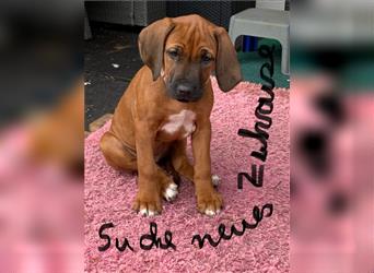 Süße Rhodesian Ridgeback Welpen