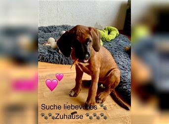 Süße Rhodesian Ridgeback Welpen