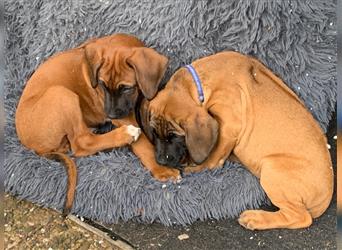 Süße Rhodesian Ridgeback Welpen