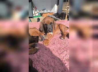 Süße Rhodesian Ridgeback Welpen