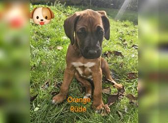 Süße Rhodesian Ridgeback Welpen