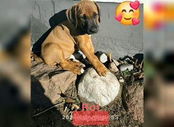 Süße Rhodesian Ridgeback Welpen