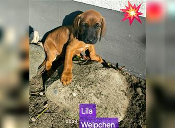 Süße Rhodesian Ridgeback Welpen