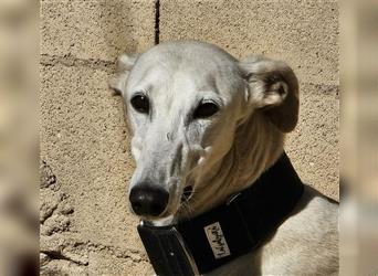 NESSI-wunderschöner Galgo mit strahlendem Naturell und sanftem Charakter