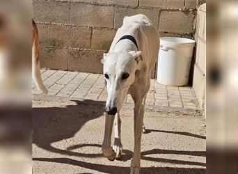 NESSI-wunderschöner Galgo mit strahlendem Naturell und sanftem Charakter