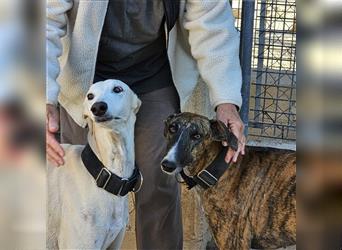 NESSI-wunderschöner Galgo mit strahlendem Naturell und sanftem Charakter