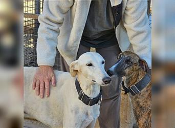 NESSI-wunderschöner Galgo mit strahlendem Naturell und sanftem Charakter