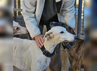 NESSI-wunderschöner Galgo mit strahlendem Naturell und sanftem Charakter