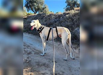 NESSI-wunderschöner Galgo mit strahlendem Naturell und sanftem Charakter