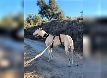 NESSI-wunderschöner Galgo mit strahlendem Naturell und sanftem Charakter