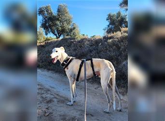 NESSI-wunderschöner Galgo mit strahlendem Naturell und sanftem Charakter