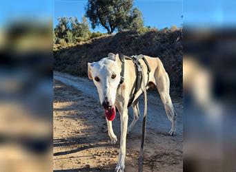 NESSI-wunderschöner Galgo mit strahlendem Naturell und sanftem Charakter