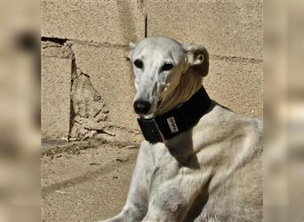 NESSI-wunderschöner Galgo mit strahlendem Naturell und sanftem Charakter