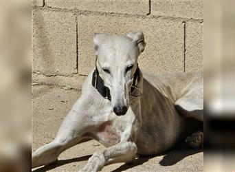 NESSI-wunderschöner Galgo mit strahlendem Naturell und sanftem Charakter