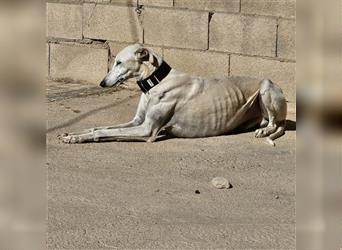 NESSI-wunderschöner Galgo mit strahlendem Naturell und sanftem Charakter