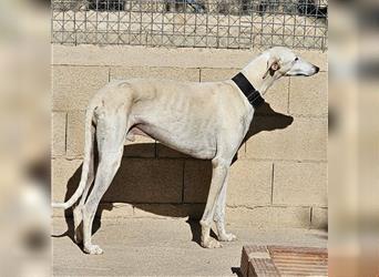 NESSI-wunderschöner Galgo mit strahlendem Naturell und sanftem Charakter