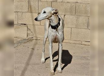 NESSI-wunderschöner Galgo mit strahlendem Naturell und sanftem Charakter