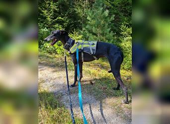 ❤️GRETEL❤️, Galgo Espanol