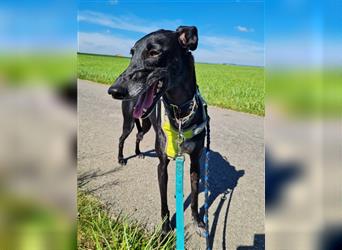 ❤️GRETEL❤️, Galgo Espanol