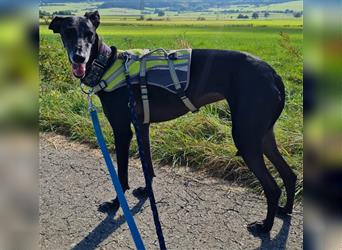 ❤️GRETEL❤️, Galgo Espanol