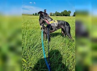 ❤️GRETEL❤️, Galgo Espanol