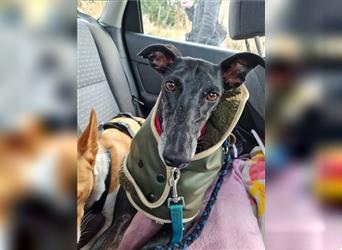 ❤️GRETEL❤️, Galgo Espanol