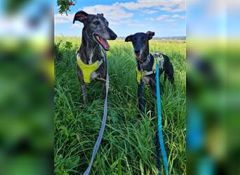 ❤️GRETEL❤️, Galgo Espanol