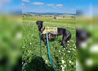 ❤️GRETEL❤️, Galgo Espanol