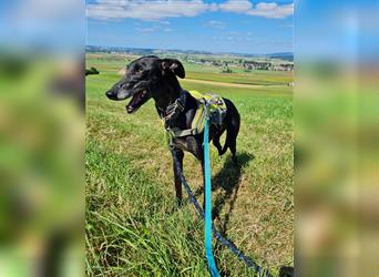 ❤️GRETEL❤️, Galgo Espanol