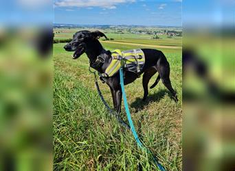 ❤️GRETEL❤️, Galgo Espanol