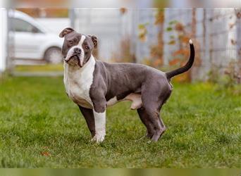 Mirko English / American Bulldog Mix