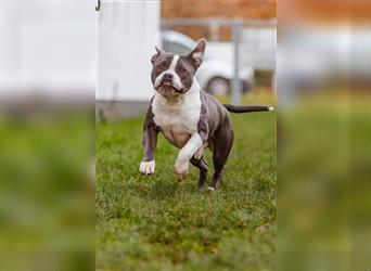 Mirko English / American Bulldog Mix