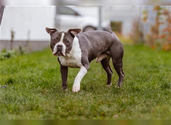 Mirko English / American Bulldog Mix