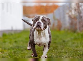 Mirko English / American Bulldog Mix