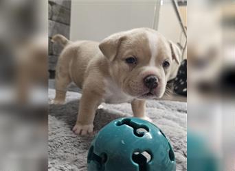 American Bully pocket Welpen mit ABKC