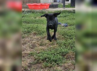 Leila, entzückenes Pinscher-Mops-Mix Mädel wird nicht mehr gewollt